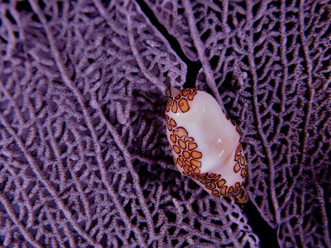 Flamingo tongue snail (Cyphoma gibbosum) on purple common sea fan (Gorgonia ventalina) at night. Dive site John Pennekamp Coral Reef State Park, Key Largo, Florida Keys, Florida, USA