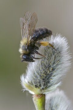 Andrena vaga, Andrenidae, floodplain sand bee, grey-backed mining bee, hymenoptera, sand bee, willow sand bee, female, high size, portrait format, insects, female