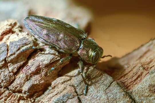 Chrysobothris affinis, gold pit oak splendour beetle, goldmine oak beetle, golddot hardwood beetle, beetle, coleoptera, insects, beetles