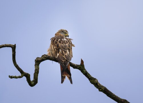 Red kite (Milvus milvus), sitting on a branch, Zurich, Switzerland
