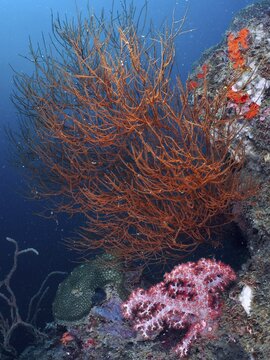 An orange-coloured Black coral (Antipathes dichotoma) rises in front of a rocky outcrop in the ocean, dive site Pidada, Penyapangan, Bali, Indonesia