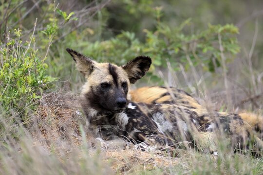 African wild dog (Lycaon pictus), adult, alert, lying down, portrait, Kruger National Park, South Africa