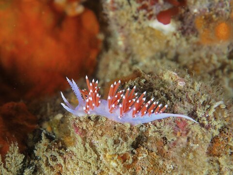 A delicate red-purple nudibranch with pointed appendages, purple thread snail (Paraflabellina funeka, Flabellina funeka), on a colourful underwater surface. Dive site False Bay, Cape of Good Hope, Cape Town, South Africa