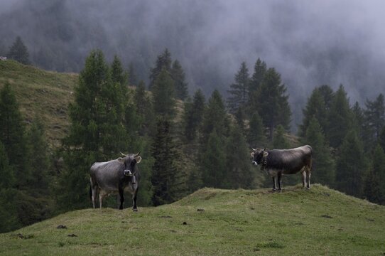 Two dairy cows, cows, on the pasture, alpine path, Klammeben, Hirzer near Saltaus, Schenna, Scena, Passeier Valley, fog, South Tyrol, Autonomous Province of Bolzano, Italy