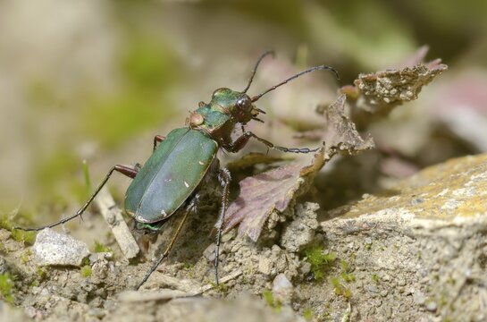 Acari, arachnida, carabidae, cicindela campestris, field sandground beetle, field sandstrider, mite, sandground beetle, arachnids, arthropods, coleoptera, arthropods, green tiger beetle, insects, beetles, ground beetles