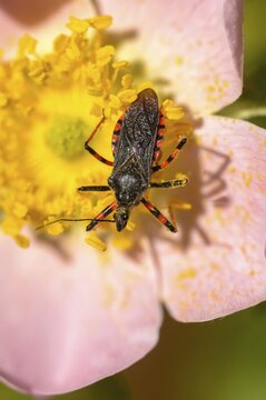 Ringed murder bug, heteroptera, murder bug, reduviidae, rhinocoris annulatus, high size, portrait format, insects, predatory bugs, bedbugs