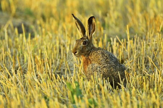 European hare (Lepus europaeus) sitting in a stubble field, Burgenland, Austria