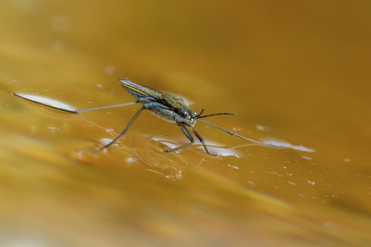 Aquarius najas, stream strider, gerris najas, heteroptera, river skater, black-backed strider, water strider, insects, bugs