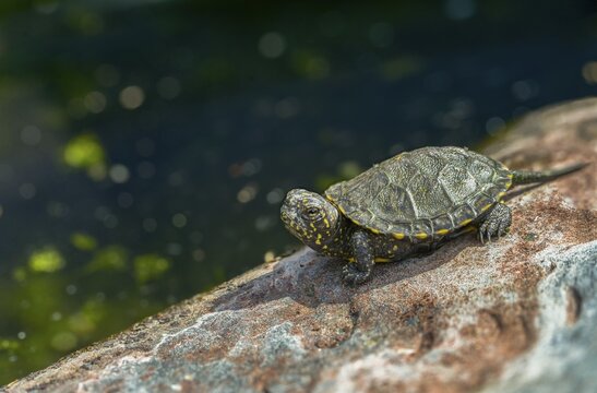 European pond tortoise, European pond turtle, young animal, juvenile, reptilia, reptilia, reptiles, turtle, swamp turtle, turtles