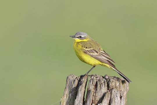 Yellow Wagtail (Motacilla flava) perched on a pasture fence post, D&uuml;mmer, Lake D&uuml;mmer, Ochsenmoor, H&uuml;de, Lower Saxony