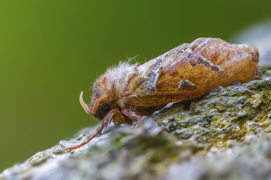 Ampfer root borer, hepialus sylvina, mallow root spinner, orange swift, triodia sylvina, root borer, flew off, old, insects, moths, moths, moths, butterflies