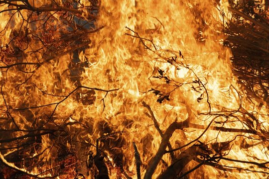 High flames burn thick branches in intense fire, Finland