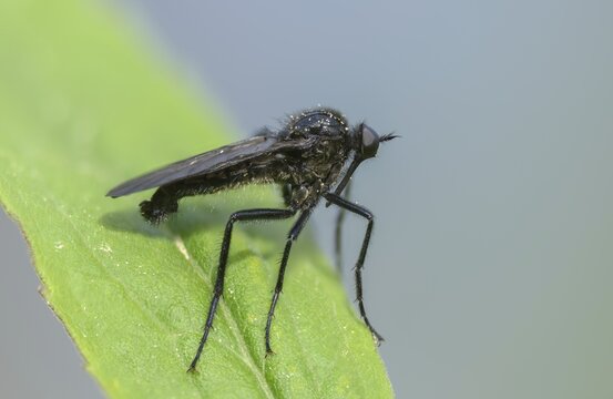 Empididae spec, dance fly spec, balloon flies, dagger flies, diptera, insects, two-winged birds
