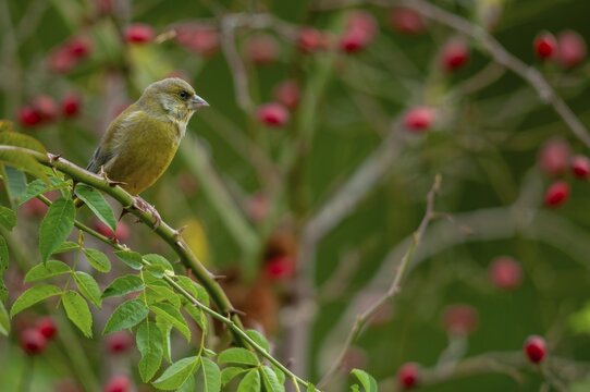 Carduelis chloris, chloris chloris, greenfinch, greenfinch, greenfinch, dog rose, pink canina, rosaceae, rose family, autumn, birds, dog rose, flora, hedge, autumn, passeri, plants, songbirds, birds