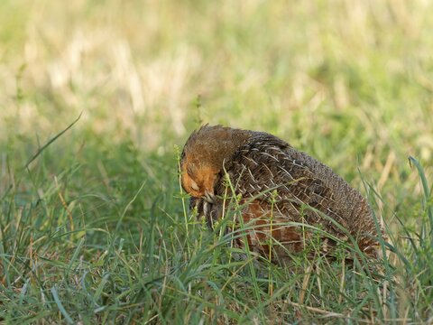 A partridge (Perdix perdix) preening its plumage in a meadow, Solms, Hesse, Germany