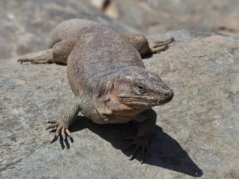 A Gran Canaria giant lizard (Gallotia stehlini) on a rock in a sunny desert landscape, Gran Canaria, Spain