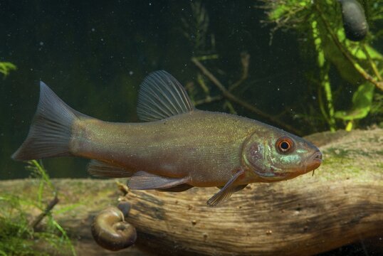 Schleie, Tench, Tinca Tinca, Doctor Fish, Fishes, Pisces