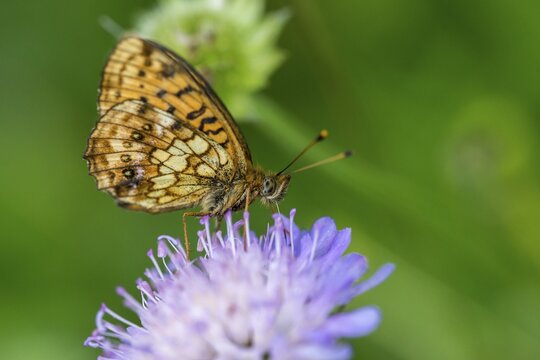Brenthis Ino, Lesser Marbled Fritillary, Meadowsweet Pearl Butterfly, Purple Silver Butterfly, Insects, Butterfly, Butterfly, Butterflies