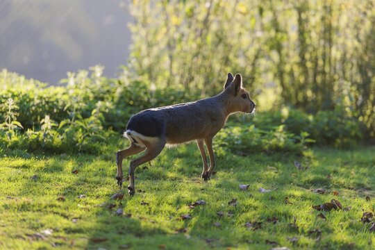 A Patagonian mara (Dolichotis patagonum) leaps across a meadow against the light. In the background, the green vegetation is bathed in light