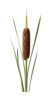Close-up of a cattail plant with its distinctive brown fuzzy seed head and green leaves