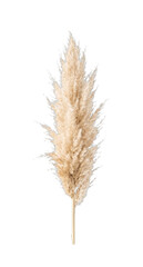 Fototapeta premium Dried pampas grass plume with delicate feathery texture and neutral beige tones