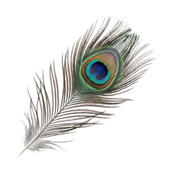 Obraz premium Single peacock feather with iridescent eye-spot detail on a white background