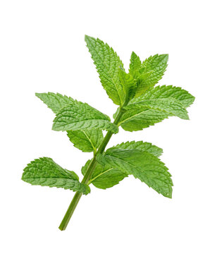 Fresh green mint sprig with textured leaves on a clean white background