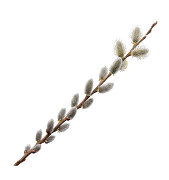 A delicate willow branch with soft fuzzy catkins on a stark white background