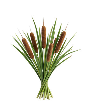 A Bunch of Cattails with Long Green Leaves on a White Background