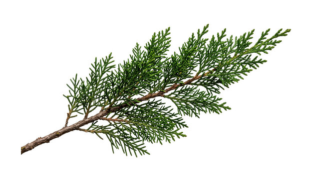 A single branch of evergreen foliage with delicate green needles and a textured bark stem