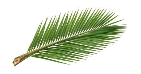Vibrant green palm frond with sharp pointed leaves isolated on white background © 7Author