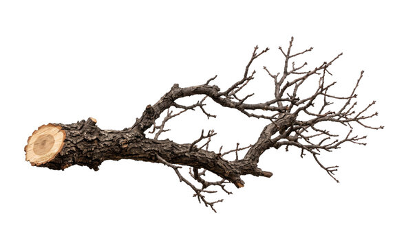 A weathered, bare tree branch with intricate, delicate twigs against a white background