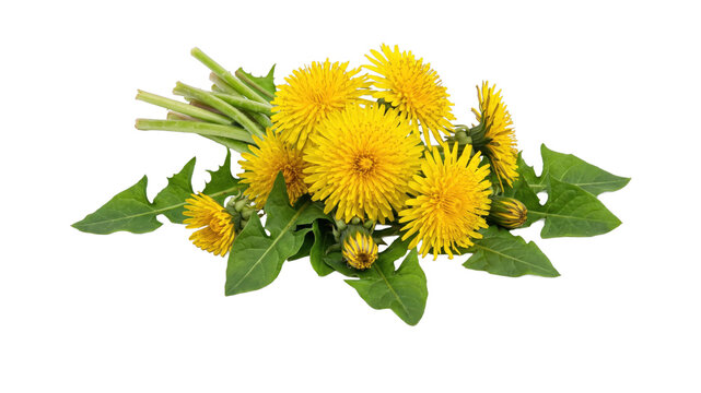 A vibrant bouquet of freshly picked yellow dandelions with green leaves