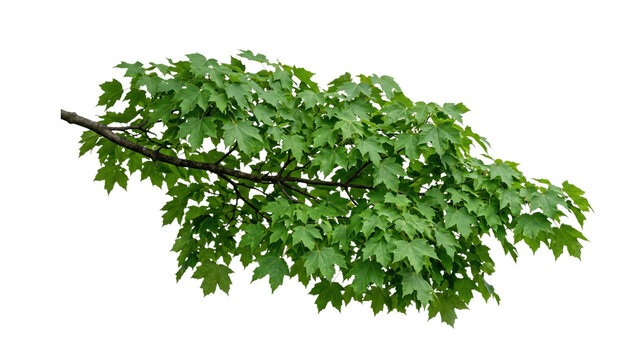 Vibrant green maple tree branch with detailed leaves on a white background