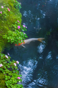 Colorful fancy carp fish (koi fish) in a garden pond in Japan,nishikigoi or orange carp.