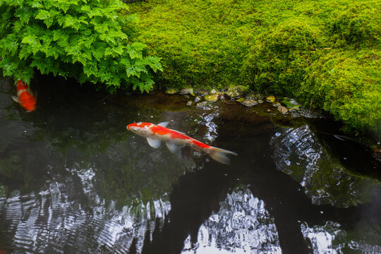 Colorful fancy carp fish (koi fish) in a garden pond in Japan,nishikigoi or orange carp.