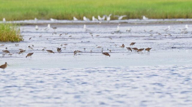 Shorebirds feeding across a salt marsh tidal flat in summer
