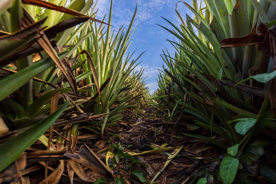 Low Angle View of Pineapple Plantation Rows Under a Blue Sky,A low angle ground perspective looking down the rows of a lush green pineapple plantation field under a bright blue sky with white clouds.