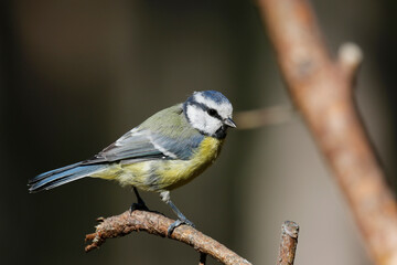 Blue tit © John Sandoy