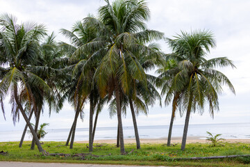 Fototapeta premium Tropical Coconut Palm Trees on a Sandy Beach under a Cloudy Sky,A scenic view of a cluster of tall coconut palm trees (Cocos nucifera) lining a sandy beach with lush green vegetation in the foreground