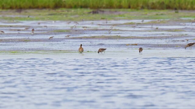 Shorebirds feeding across a salt marsh tidal flat in summer