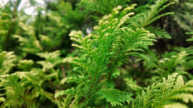 Lush Green Cypress Tree Leaves Foliage Pattern, 4K Slow Motion Cinematic Background