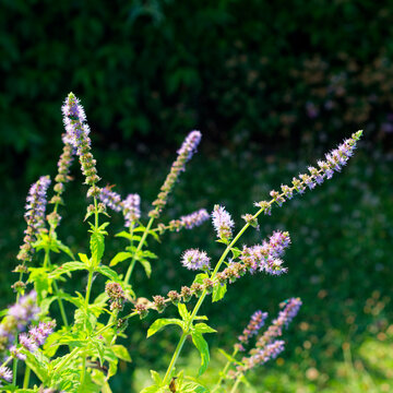 Blooming peppermint plant