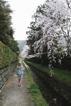 Serene stroll under cherry blossoms.