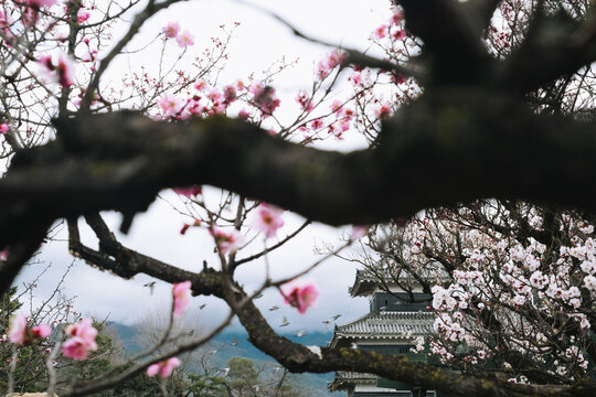 Trees in bloom and Matsumoto Castle 