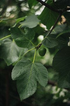 Rain kissed fig leaves with fruit