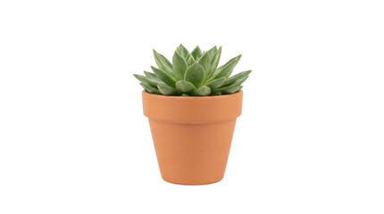 Fototapeta premium Small green succulent plant in a terracotta pot on a white background