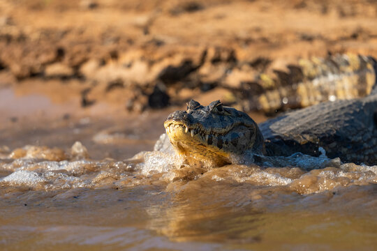 Caiman In A River, The Pantanal, Brazil  