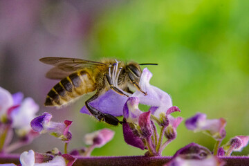 Macro shot of a honeybee foraging for nectar and pollinating a delicate purple flower in a spring garden. © Bartolomeus