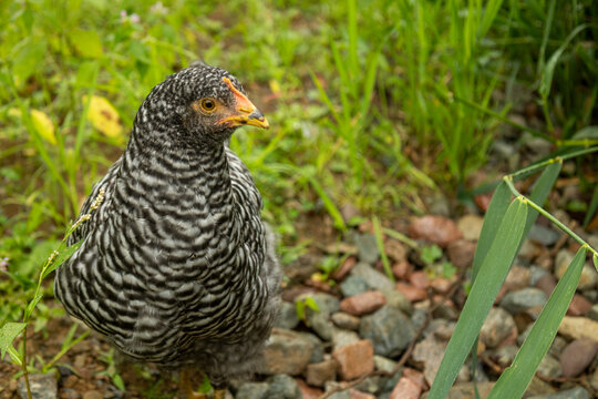 10 Week Old Barred Rock Pullets Free Ranging in Homestead Back Yard; Close Looking Right
